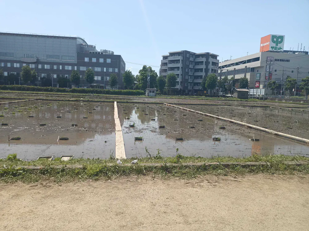 実際に田植えをした田んぼ